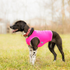 Axaeco Sleddog Collar Reflex tassukuvioitu koirankaulapanta