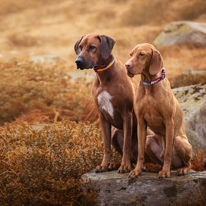 Trail quest collar, unisex, teal/wine