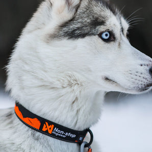 Non-stop Trail quest collar orange/black