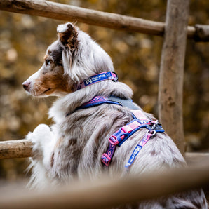 NonStop Trail quest collar Rachel Pohl edition purple/pink