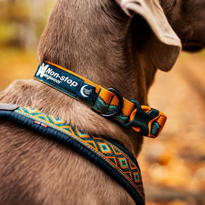 NonStop Trail quest collar Rachel Pohl edition, teal/oak,