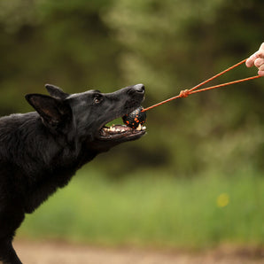 Non-stop Dog ball on rope/ Narupallo