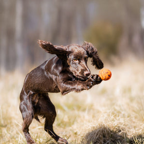 Non-stop koiranpallo