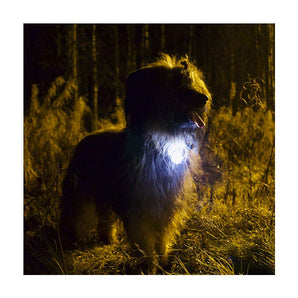 Nite Ize SpotLit LED collar light for dogs