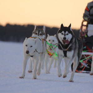 Dog sled safari/Husky safari